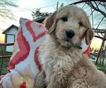 Small #3 Goldendoodle