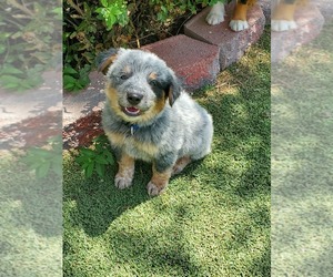 Australian Cattle Dog Puppy for sale in BRIGGSDALE, CO, USA