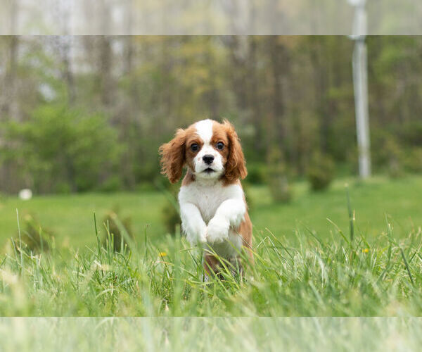 Medium Photo #8 Cavalier King Charles Spaniel Puppy For Sale in WARSAW, IN, USA