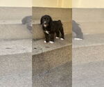 Small #1 Mutt