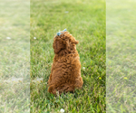 Small #4 Goldendoodle-Poodle (Miniature) Mix