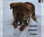Small #8 German Shepherd Dog-Siberian Husky Mix