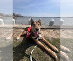 Small #2 German Shepherd Dog Mix