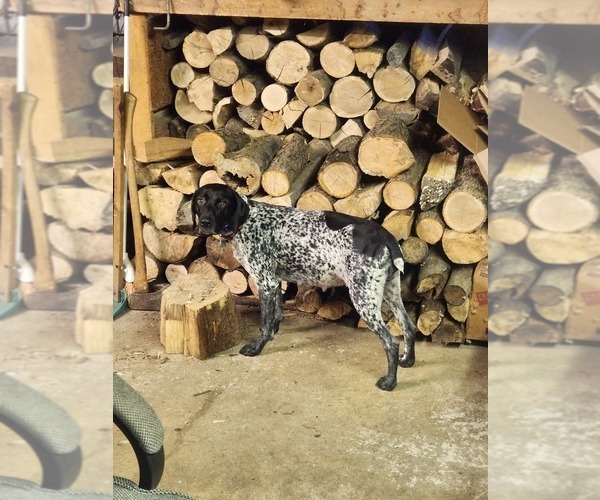 Medium Photo #1 German Shorthaired Pointer Puppy For Sale in N SYRACUSE, NY, USA