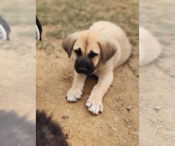 Medium Photo #7 Anatolian Shepherd Puppy For Sale in CUMBY, TX, USA