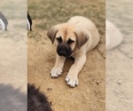 Small #6 Anatolian Shepherd