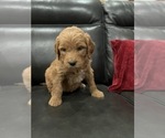 Small Photo #9 Goldendoodle Puppy For Sale in CEDAR HILL, TX, USA