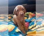 Small Vizsla