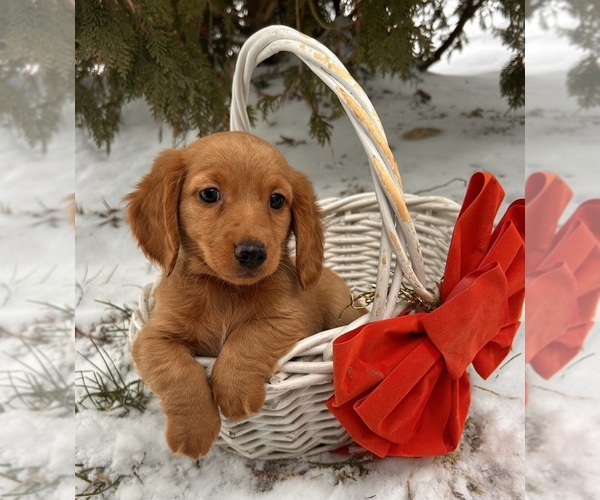 Medium Photo #3 Dachshund Puppy For Sale in MIDDLEBURY, IN, USA