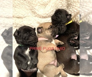 Pug Puppy for sale in MACEDONIA, OH, USA
