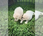 Small #3 Great Pyrenees