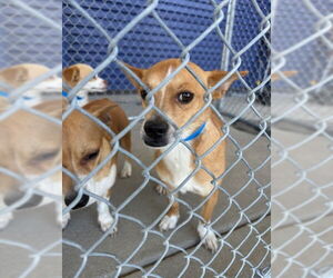 Chihuahua Dogs for adoption in Bakersfield, CA, USA