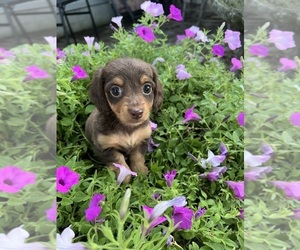 Dachshund Puppy for sale in CONVOY, OH, USA