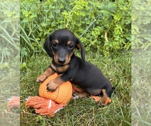 Dachshund Puppy for sale in MIDDLEBURY, IN, USA
