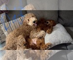 Small Photo #1 Goldendoodle Puppy For Sale in LOS ANGELES, CA, USA