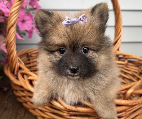 Medium Photo #10 Pomeranian Puppy For Sale in ATHENS, WI, USA