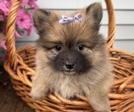 Small #9 Pomeranian