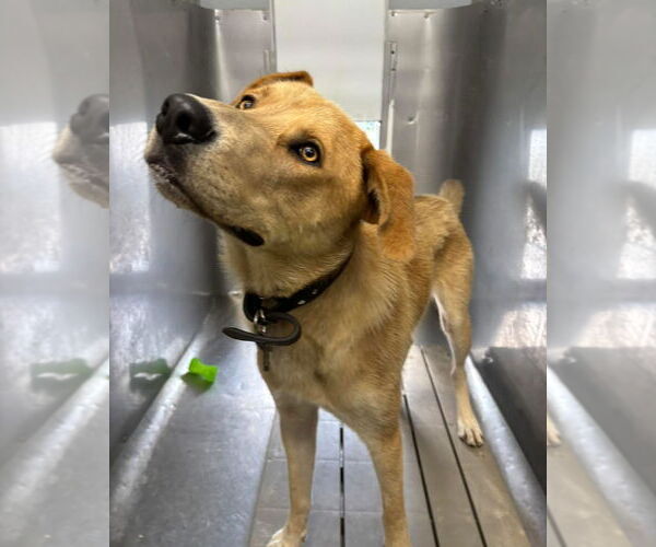 Medium Photo #7 Anatolian Shepherd-Unknown Mix Puppy For Sale in Rustburg, VA, USA