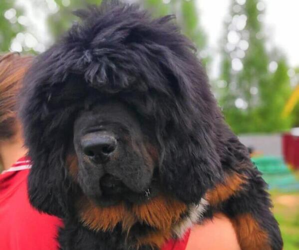 Medium Photo #1 Tibetan Mastiff Puppy For Sale in Moscow, Moscow, Russia