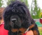 Small Photo #1 Tibetan Mastiff Puppy For Sale in Moscow, Moscow, Russia
