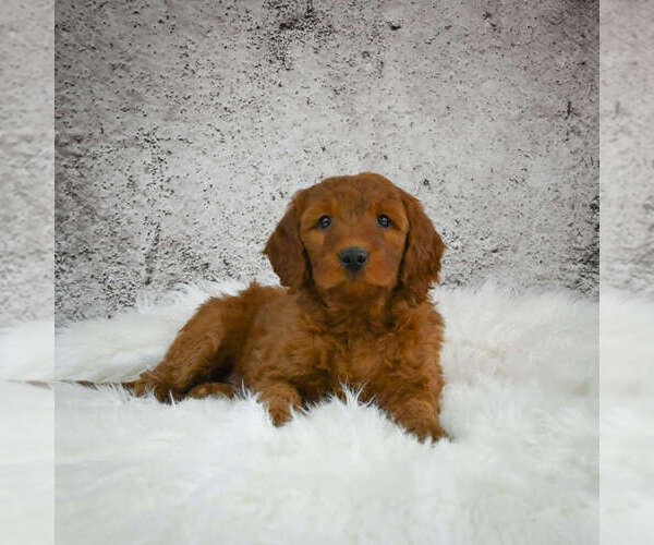 Medium Photo #1 Goldendoodle (Miniature) Puppy For Sale in ITASCA, TX, USA