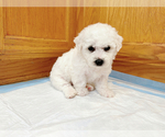 Small #1 Bichon Frise