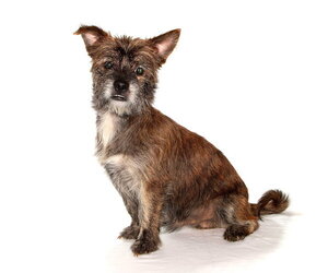 Tyson - Male Mutt Dog for Adoption - Photo #2