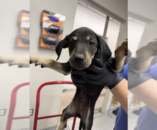 Medium Photo #1 Labrador Retriever-Unknown Mix Puppy For Sale in Pasadena, TX, USA