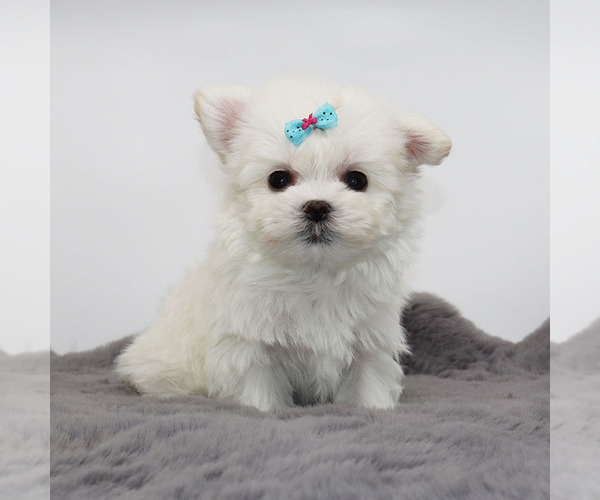 Medium Photo #1 Maltese Puppy For Sale in LOS ANGELES, CA, USA