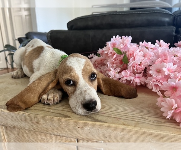 Medium Photo #10 Basset Hound Puppy For Sale in BEAUMONT, CA, USA