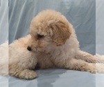Small Photo #6 Labradoodle Puppy For Sale in JEFFERSONTOWN, KY, USA