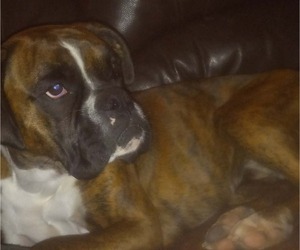 Father of the Boxer puppies born on 07/25/2026