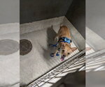 Small Border Terrier-Chihuahua Mix