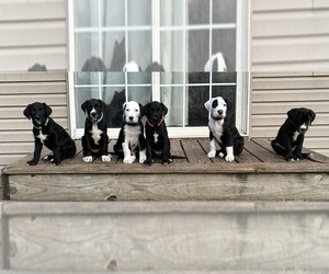 Great Dane-Sheepadoodle Mix Litter for sale in EGG HARBOR CITY, NJ, USA