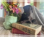 Puppy Cyclone Poodle (Standard)