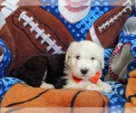Small Photo #4 Old English Sheepdog Puppy For Sale in CHRISTIANA, PA, USA