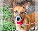 Small #10 Retriever  Mix