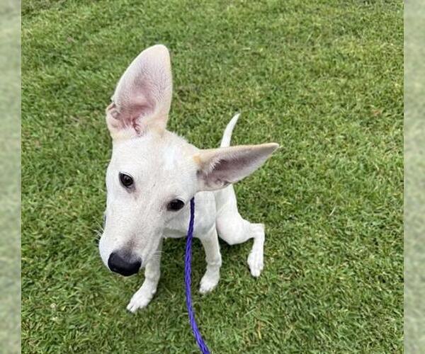 Medium Photo #1 Whippet Puppy For Sale in Houston, TX, USA