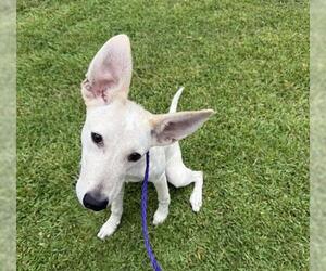 Whippet Dogs for adoption in Houston, TX, USA