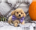 Small Photo #3 Cavapoo Puppy For Sale in LANCASTER, PA, USA