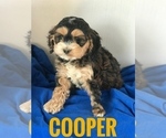 Puppy 5 Cock-A-Poo