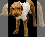 Small #22 Goldendoodle