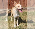 Small #2 Labrador Retriever-Red Heeler Mix