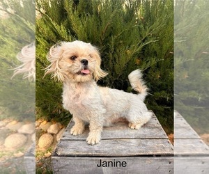 Mother of the Shih Tzu puppies born on 05/18/2026
