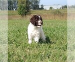 Small Photo #12 Labradoodle Puppy For Sale in SPENCERVILLE, IN, USA
