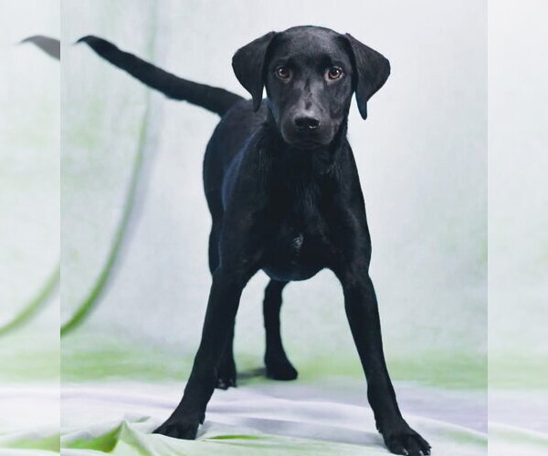 Medium Photo #1 Mutt Puppy For Sale in Sanford, FL, USA