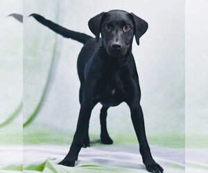 Mutt Dogs for adoption in Sanford, FL, USA