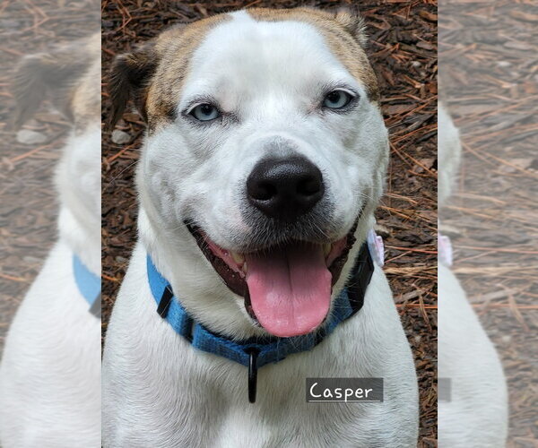 Medium Photo #6 Boxerhoula Puppy For Sale in Ellijay, GA, USA