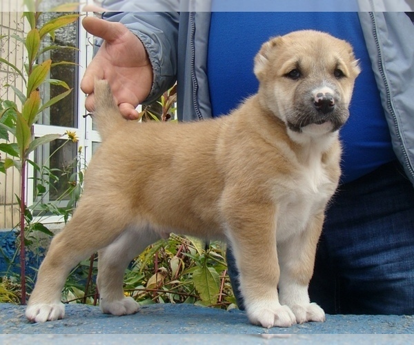 Medium Photo #6 Central Asian Shepherd Dog Puppy For Sale in LINCOLN, CA, USA
