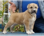 Small Photo #6 Central Asian Shepherd Dog Puppy For Sale in LINCOLN, CA, USA